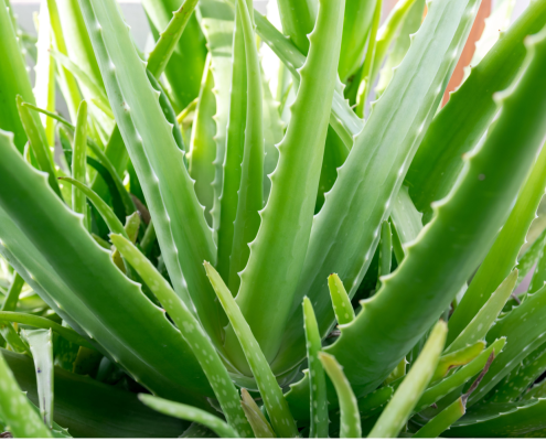 Aloe-Vera-Pflanze