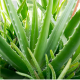 Aloe-Vera-Pflanze